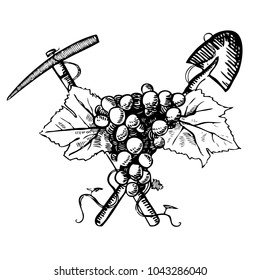 Vector hand drawn detiled outline grape bunch with leaves, shovel and pick for wine bottle label on white background 