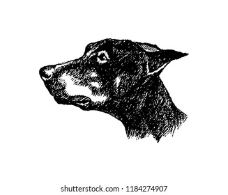 Vector hand drawn doberman dog vintage illustration