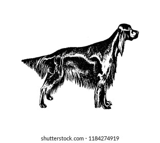 Vector hand drawn doberman dog vintage illustration