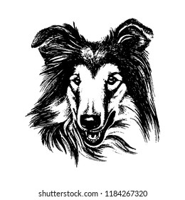 Vector hand drawn dog collie vintage illustration