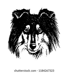 Vector hand drawn dog collie vintage illustration