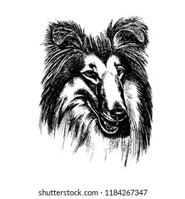 Vector hand drawn dog collie vintage illustration