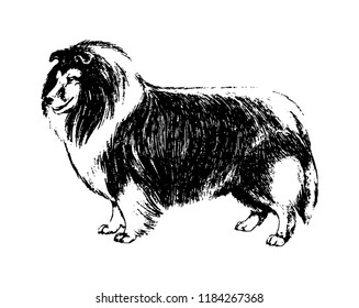 Vector hand drawn dog collie vintage illustration