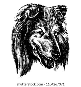 Vector hand drawn dog collie vintage illustration