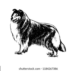 Vector hand drawn dog collie vintage illustration