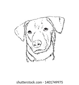 Vector Hand drawn Dog head,thai dog, Illustrator eps10.
