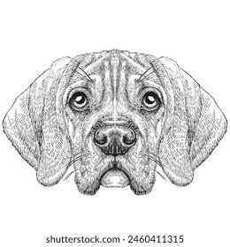 Vector hand drawn dog's faces. Black and white vector sketches.
