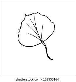 Vector hand drawn doodle aspen leaf icon.  hand drawn linear illustration for print, web. doodle style graphic elements for your design.