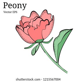 Vector hand drawn doodle isolated set of peony flower plant and buds with texture for your design