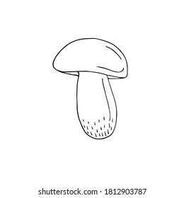 Vector hand drawn doodle King bolote cep mushroom isolated on white background