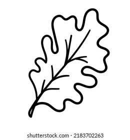 Vector hand drawn doodle Oak sketch Leaf. Vector isolated Cartoon Fall Botanical illustration.