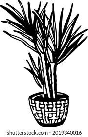 Planta de doodle dibujada a mano vectora, plantas de olla, olla de palma, dracena