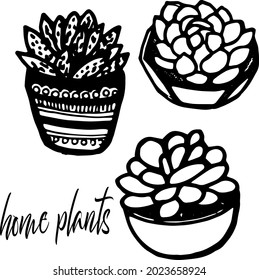 Vector hand drawn doodle plants set, house plants, pots, succulent flowers, vector lettering home plants