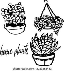 Vector hand drawn doodle plants set, house plants, pots, vector hanging pot, house plant lettering