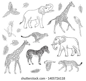 Vector hand drawn doodle sketch collection set of african animals isolated on white background 