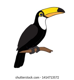 Vector hand drawn doodle sketch tropical toucan bird isolated on white background 