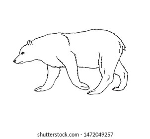 Vector hand drawn doodle sketch grizzly bear isolated on white background