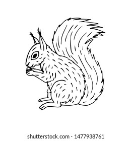 Vector Hand Drawn Doodle Sketch Squirrel Isolated On White Background