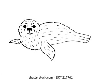 Vector hand drawn doodle sketch baby seal isolated on white background