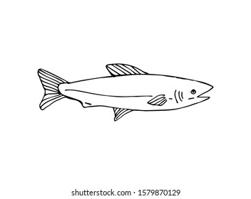 Vector hand drawn doodle sketch fish isolated on white background
