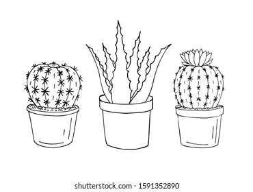 Vector hand drawn doodle sketch set of three cactus and aloe in pots isolated on white background
