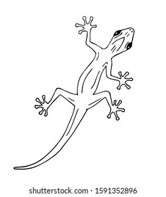 Vector hand drawn doodle sketch gecko lizard isolated on white background