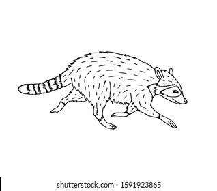 Vector hand drawn doodle sketch raccoon isolated on white background