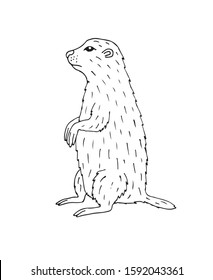 Vector hand drawn doodle sketch groundhog marmot isolated on white background