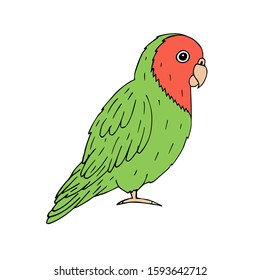 Vector hand drawn doodle sketch green lovebird parrot isolated on white background