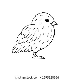 Vector hand drawn doodle sketch baby chick isolated on white background