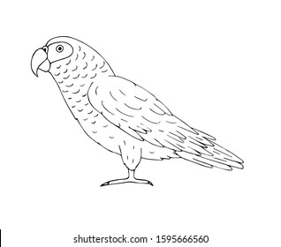 Vector hand drawn doodle sketch gray African parrot isolated on white background