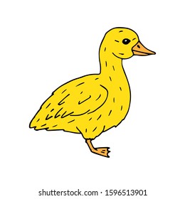 Vector hand drawn doodle sketch yellow baby duckling duck isolated on white background