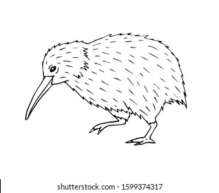 kiwi bird drawing