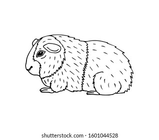 Vector hand drawn doodle sketch Guinea pig isolated on white background