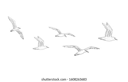 Vector hand drawn doodle sketch flock of seagulls flying isolated on white background