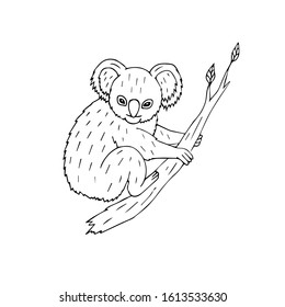 Vector hand drawn doodle sketch koala sitting on tree branch isolated on white background