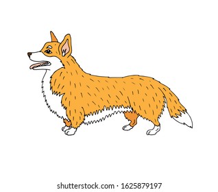 Vector hand drawn doodle sketch colored corgi dog isolated on white background