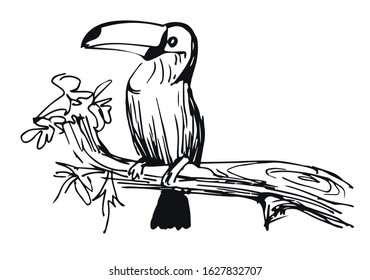 Vector hand drawn doodle sketch tropical toucan on a branch. Bird isolated on white background