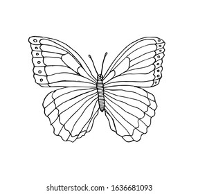 Vector hand drawn doodle sketch butterfly isolated on white background