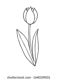 Vector Hand Drawn Doodle Sketch Tulip Stock Vector (Royalty Free ...