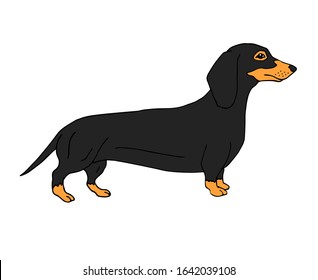 Vector hand drawn doodle sketch colored dachshund dog isolated on white background