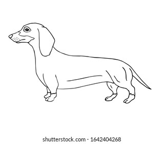 Vector hand drawn doodle sketch dachshund dog isolated on white background