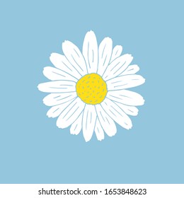 Vector Hand Drawn Doodle Sketch Daisy Chamomile Flower Isolated On Blue Background