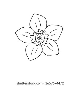 Vector hand drawn doodle sketch forget me not flower isolated on white background