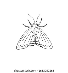 Vector hand drawn doodle sketch moth isolated on white background