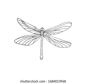 Vector Hand Drawn Doodle Sketch Dragonfly Isolated On White Background