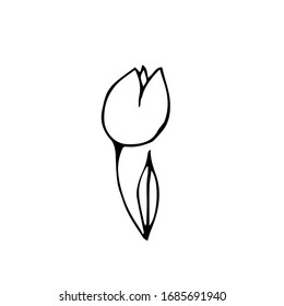 Vektorillustration, handgezeichnet, doodle Skizze, schwarze Blume einzeln auf weißem Hintergrund. Schöne Frühlingspflanze