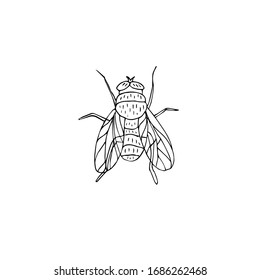 Vector hand drawn doodle sketch fly insect isolated on white background