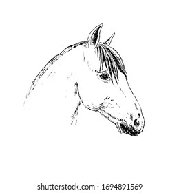 Vector hand drawn doodle sketch horse head isolated on white background
