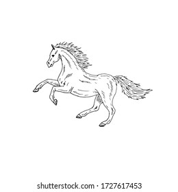 Vector hand drawn doodle sketch horse isolated on white background